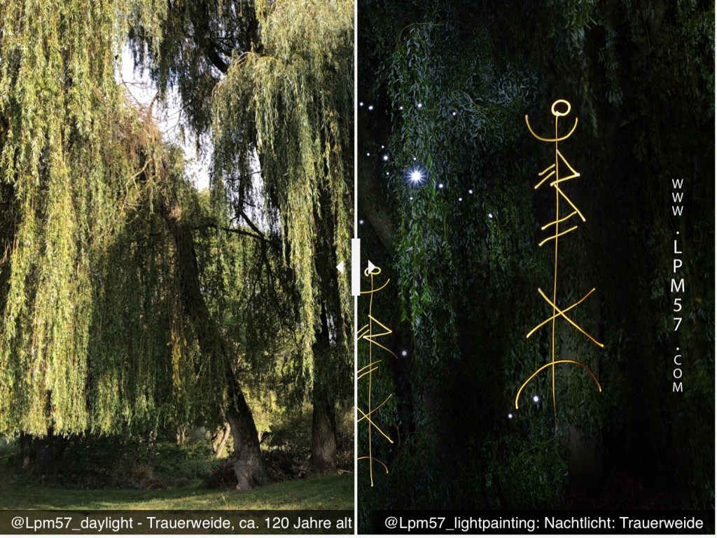 Trauerweide- vorher/nachher